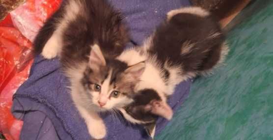 Котята мальчики и девочки 2 месяца