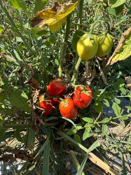 Продава се Земеделски имот в Кюстендил, Осогово -  кв.м за 1774 €/дка - Снимка #20