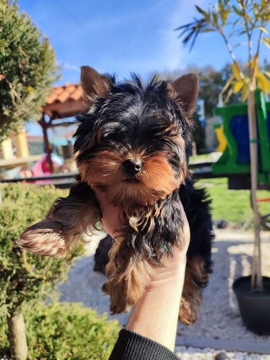 Йоркширски териер-йорки