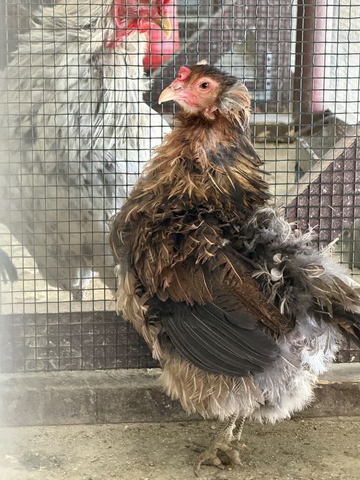 Cocoși Araucana și Wyandotte 2025