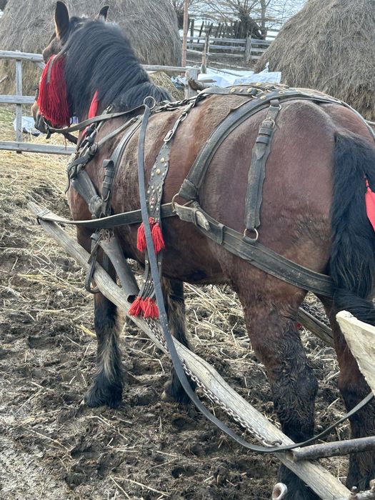 Vând iapă de 6 ani