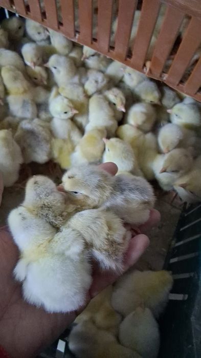 Pui de o zi în cantități mari