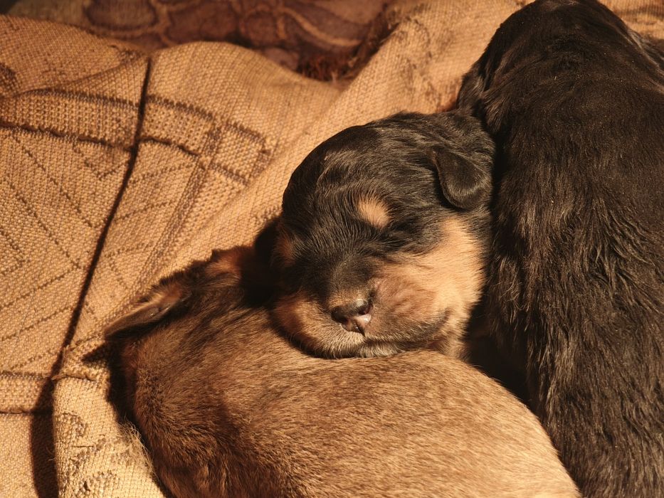 Тибетский мастиф