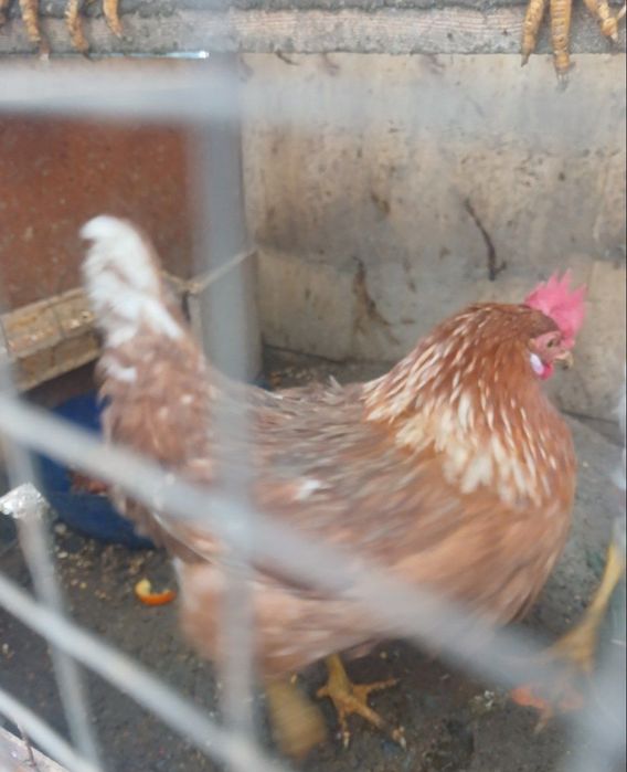 Xoʻroz va tovuq sotiladi