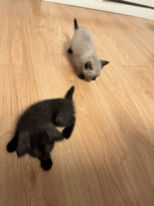 Отдам котят в хорошие руки