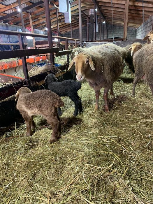 Продажа сельхоз животных