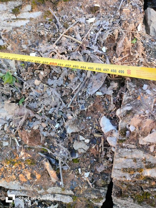 орех за дървен материал