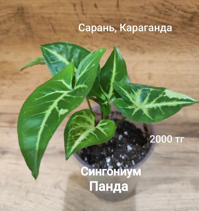 Сингониум 1  сингониум