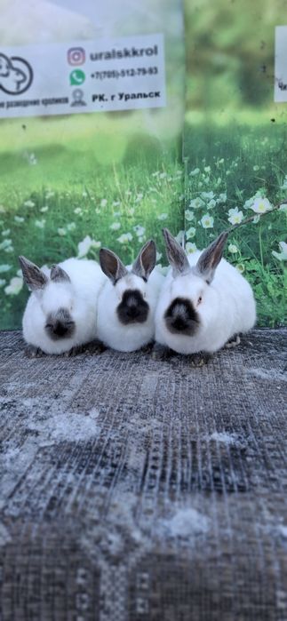 Кролики чистопородные