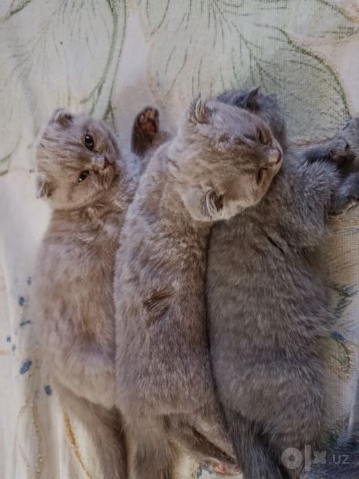 Котята скотиш фолд