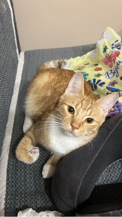 Отдам рыжего кота бесплатно