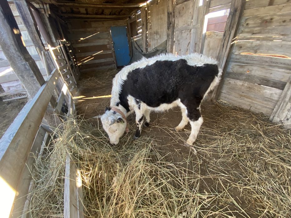 Сиыр малы, баспақтар