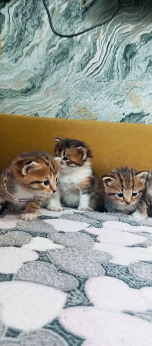 Мейн Кун папа котята