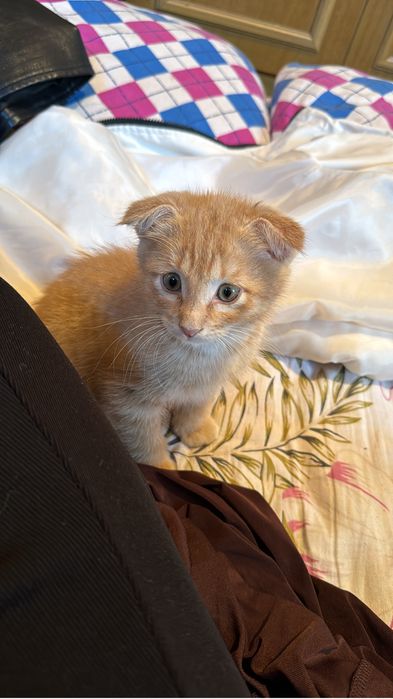 Котята девочка пародистый