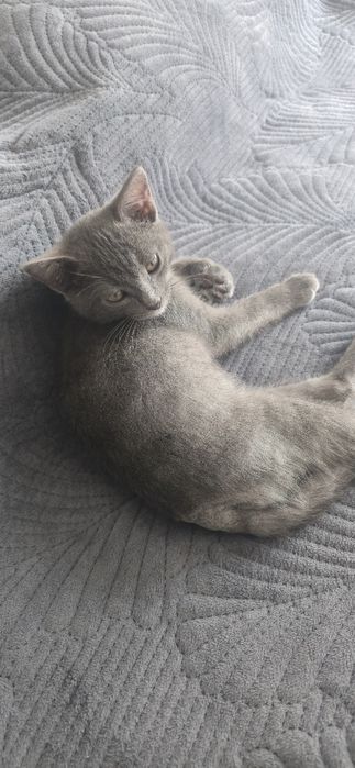 Отдам даром котенка