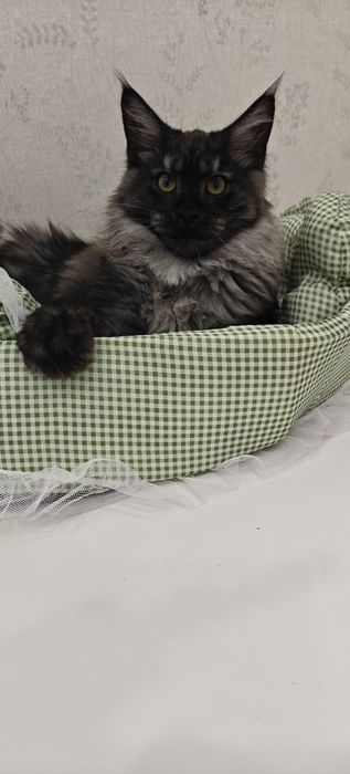 Котята породы Мейн-кун