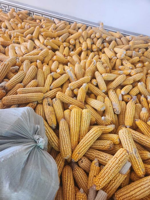 Кузги макка сотилади