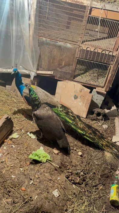 Павлиндер сатылады