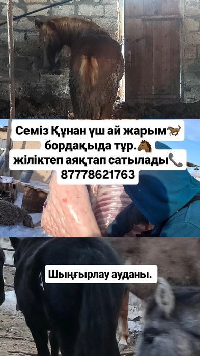 Жылқы етті сатылады