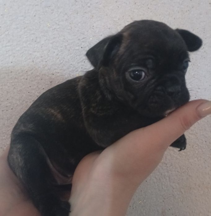 Французский бульдог.