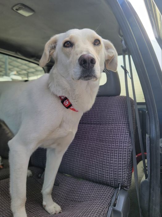 Собачка в поисках дома