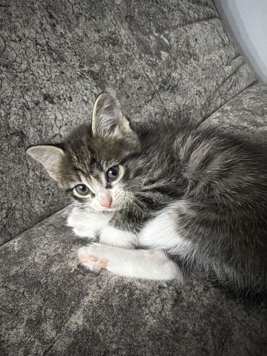 Отдам котёнка в добрые руки