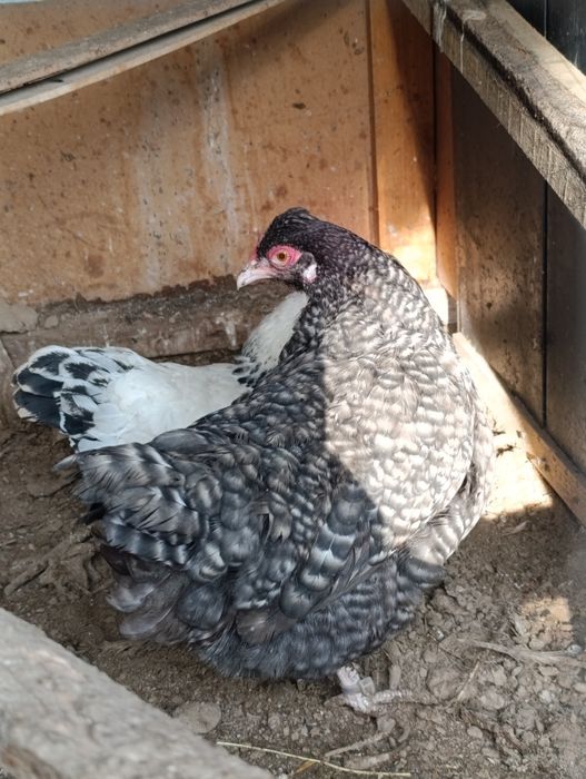 Brama svetli tovuq va hawaki