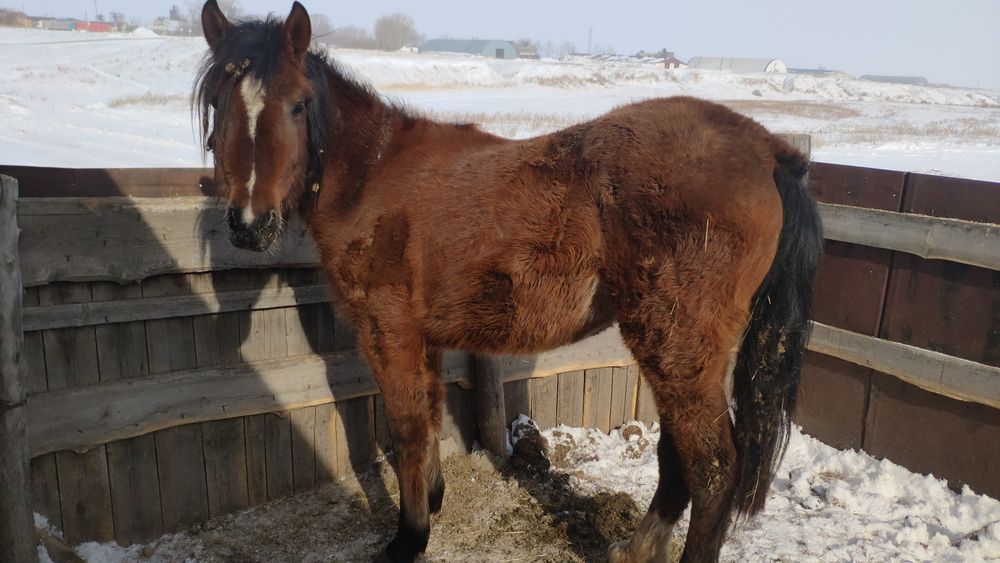 Продам тай с откорма