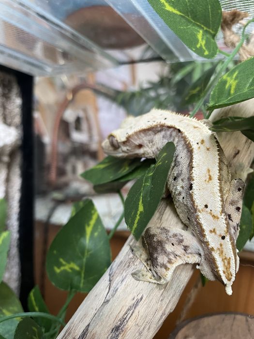 Crested gecko (masculin)