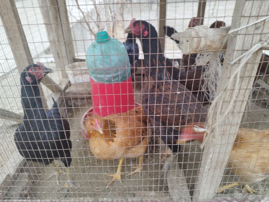 Хуроз  товуклар сотилади ёш