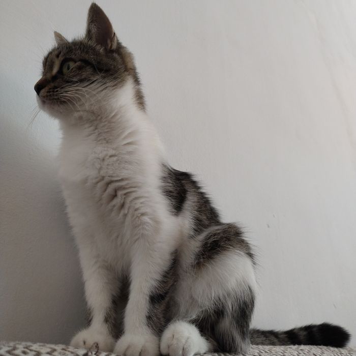 Котёнок девочка 6 месяцев