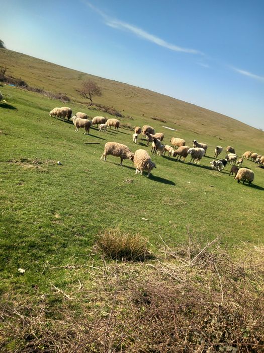 Vând 30 de oi cu miei. Preț  negociabil