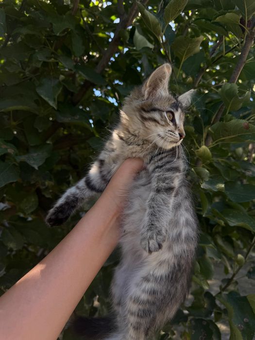 Отдам котенка в добрые руки