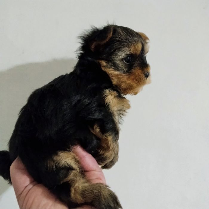 Щенки йоркширского терьера миники