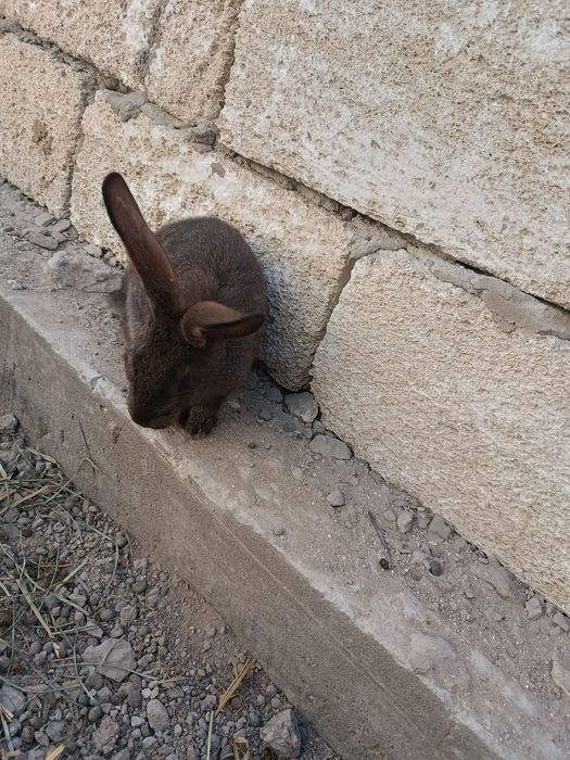 Коян сатылады срочно