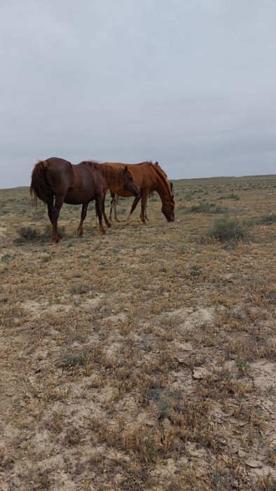 Жылқы сатылады екі   құлынды бие