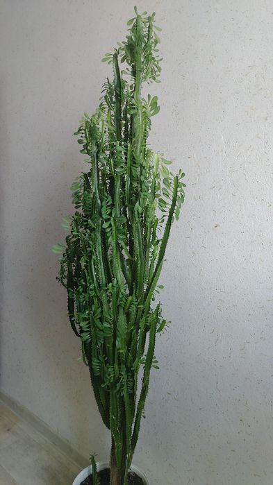 Продается взрослое растение молочай