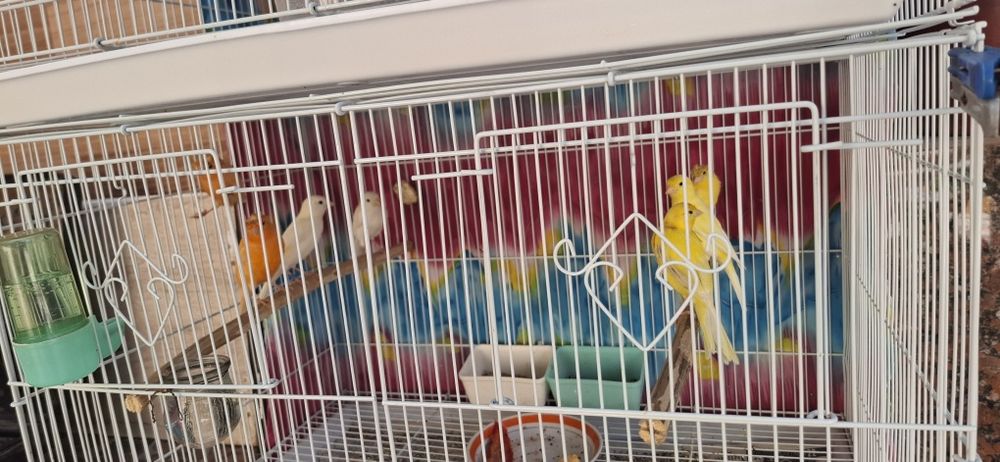 Продаётся канарейки самцы