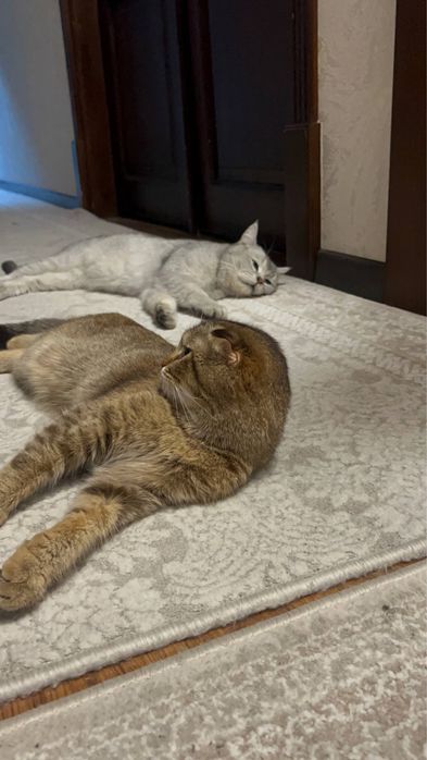 Кошка Кошки Котята