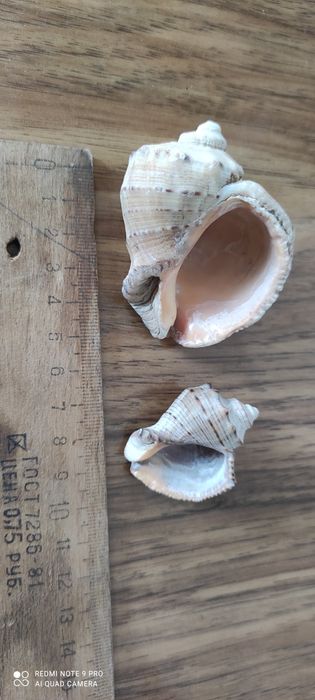 Ракушка морская.