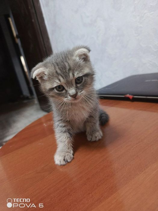 Mushukchalar zotli