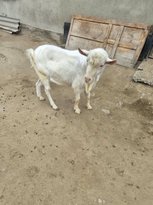 Продам козел зааленский
