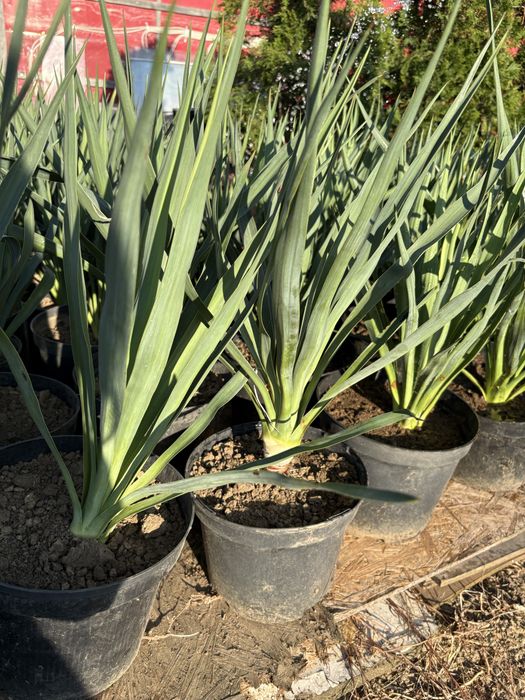 Planta verde Yucca in ghiveci