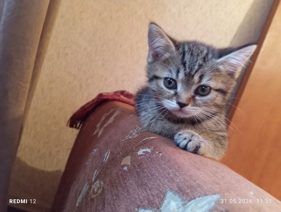 Продам котят британцы