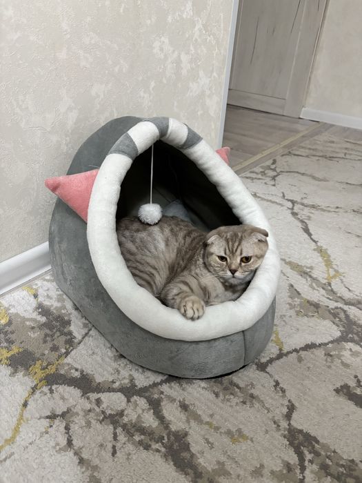 Продом кошку-Шотландская вислоухая