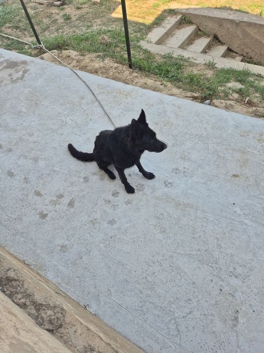 Немецкий овчарка