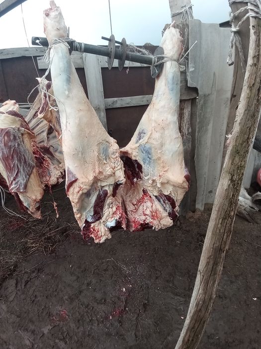 Семіз қырдын малы бар