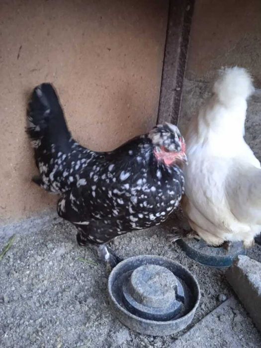 Карликовые бентамки парами.