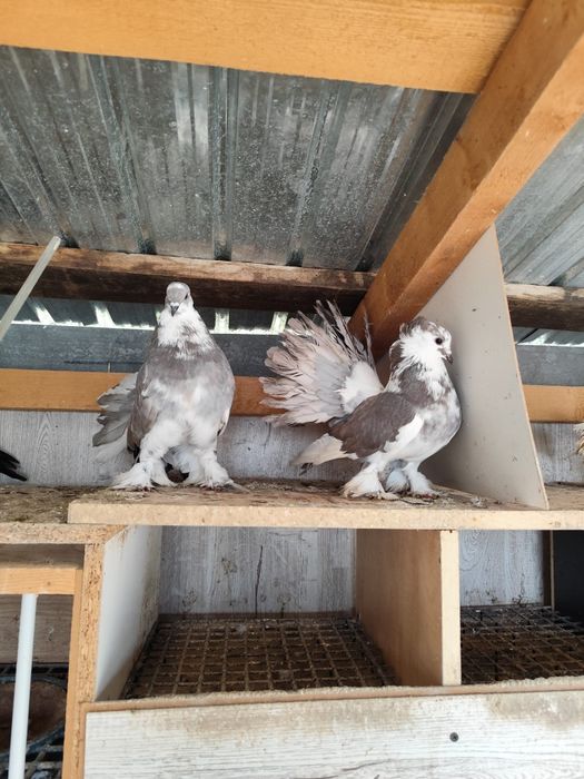 Voltat indian talie mare