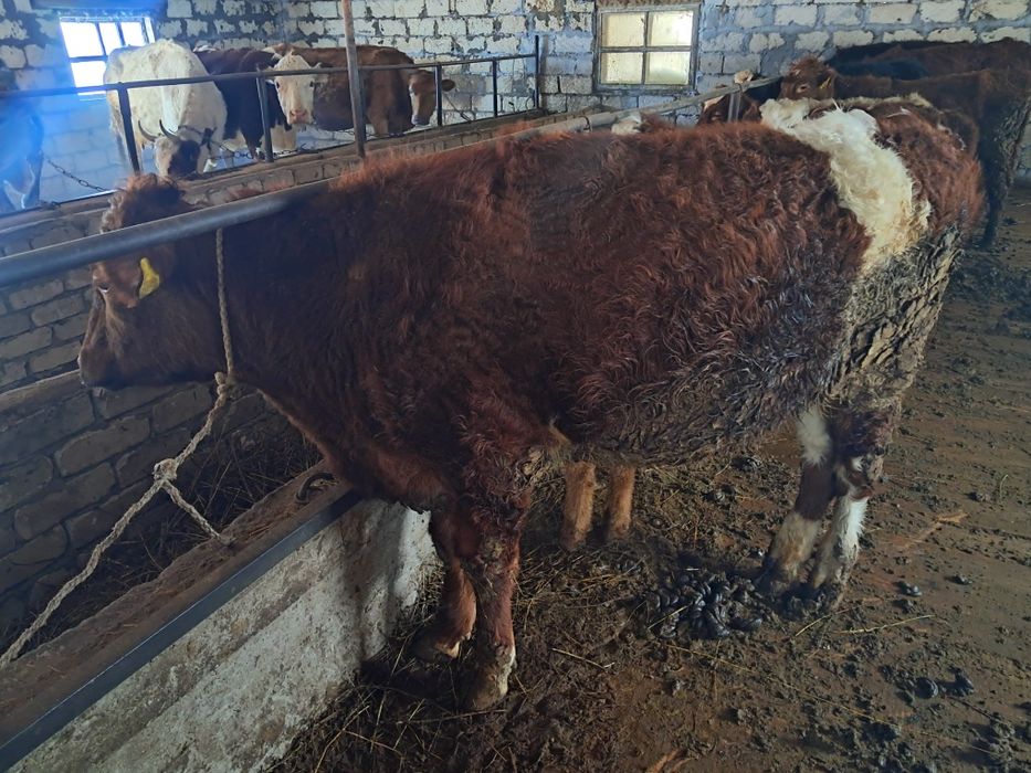 Таеугыз сатам 430 мын